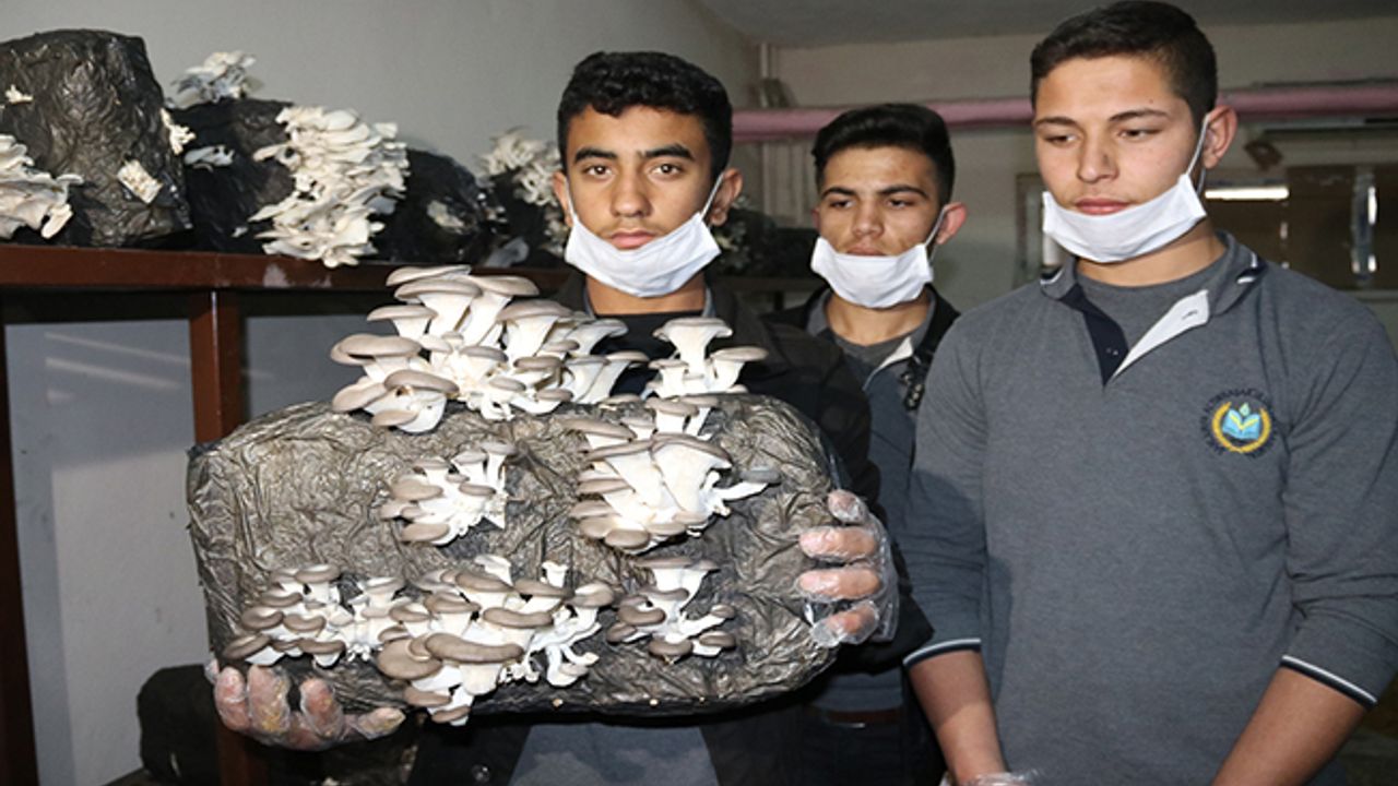 Öğrencileri bodrum katında mantar yetiştiriyor