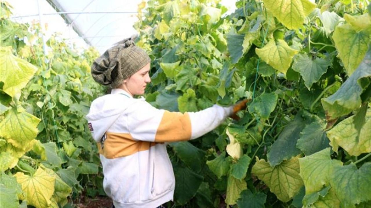 Siverek Belediyesi Serada sebze çeşitliliğini artırıyor