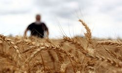 Hindistan'tan buğday ihracatına yasak