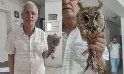 Şanlıurfa'da yaralı bulunan kulaklı orman baykuşu tedavi altına alındı