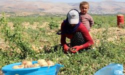 Mevsimlik tarım işçileri "ekmek parası için" Türkiye'yi dolaşıyor