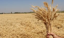 Büyükşehirin Ektiği Buğdaylar Halk Ekmek Fabrikasında Ekmeğe Dönüşecek