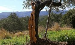 Hatay'da 80 yıllık zeytin ağacı depremde ikiye bölündü