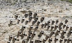 Şanlıurfa'da koruma altındaki kelaynaklar depremden etkilenmedi