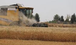 Mardin Ovası'nda son yılların en verimli buğday hasadı