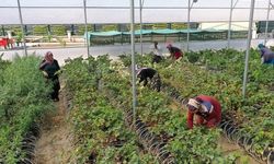 Devlet desteğiyle fide üretimine başladı, 20 kadını istihdam etti