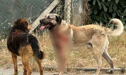 Viranşehir'de sahipli köpek saldırısı