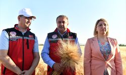 Şanlıurfa'da buğday hasadı başladı