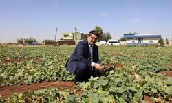 Viranşehir'de Şelengo hasadı yapıldı