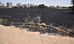 Şanlıurfa'da çıkan yangında 40 dönüm buğday ekili alan yandı