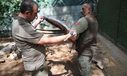 Gözleri Görmeyen Turnaya 4 Yıldır Özenle Bakıyorlar