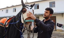 Safkan Arap yarış atları Şanlıurfa'da özenle yetiştiriliyor