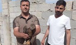 Şanlıurfa'da yaralı halde buluna kızıl şahin tedavi altına alındı