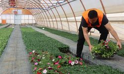 Şanlıurfa’da Büyükşehir Kendi Çiçeğini Kendi Üretiyor