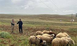 Şanlıurfa'da kayıp hayvanları Jandarma buldu