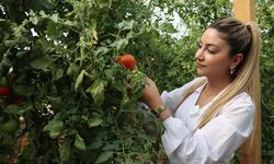 Büyükşehir’de sebzeler, hem sofraya hem de ekonomiye katkı sağlıyor