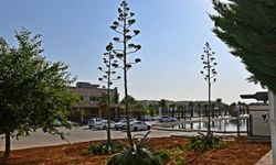 Sabır Çiçeği Harran Üniversitesi’nde Açtı