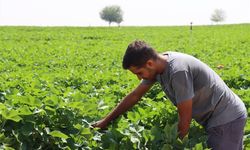 Şanlıurfa'da kavurucu sıcaklar pamuğa yaradı