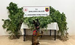 Şanlıurfa'da uyuşturucu operasyonunda 12 şüpheli yakalandı