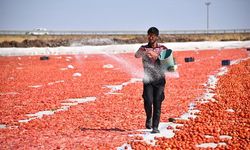 Şanlıurfa'da kuraklık ve aşırı sıcaklar domates üretimini düşürdü