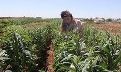Urfa Susamı Yeniden Hayat Buluyor