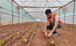 Büyükşehir serasında kışlık sebze dikimi gerçekleştirildi