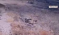 Şanlıurfa'da çizgili sırtlan güvenlik kamerasınca görüntülendi