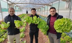 Büyükşehir Seralarında Kış Bereketi: Hasat Zamanı