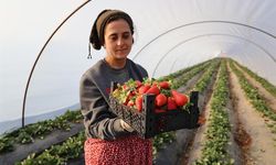 "Çilek yetişmez" denilen Şanlıurfa'da üretimini 60 dekara çıkardı