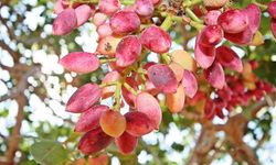 Şanlıurfa Fıstık Üretiyor, Katma Değer Başka Yerlere Gidiyor