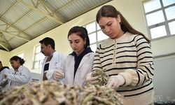 Şanlıurfa'da tarımı öğrenen öğrenciler alternatif ürünlere öncülük edecek