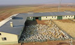 Şanlıurfa TİGEM'de 60 bin kuzu dünyaya geldi