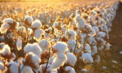 Pamuk Fiyatları Şanlıurfa’da Üreticinin Yüzünü Güldürmedi