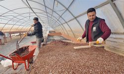 Şanlıurfa’da Sera Üretimi Hız Kazandı: 30 Bin Fidan Yetiştiriliyor
