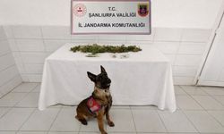 Şanlıurfa’da Uyuşturucu Operasyonu: Kenevir ve Esrar Ele Geçirildi