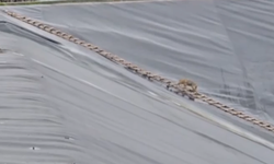 Şanlıurfa'da Gölete Düşen Çakal Kurtarıldı