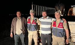 Şanlıurfa'da Kaybolan Büyükbaş Hayvanları Jandarma Bulundu