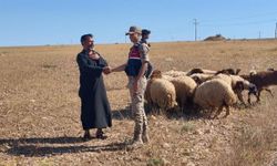 Şanlıurfa'da Drone Destekli Aramayla Kayıp Hayvanlar Bulundu