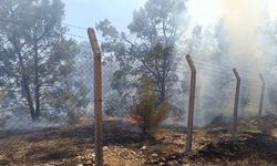Şanlıurfa'da Ormanlık Alanda Çıkan Yangın Söndürüldü