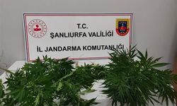 Şanlıurfa'da uyuşturucu operasyonunda 2 kişi hakkında işlem başlatıldı