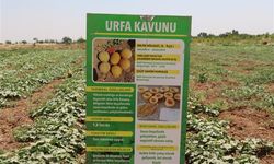 Şanlıurfa Büyükşehir Belediyesi Ata Tohumlarını Koruma Altına Alıyor
