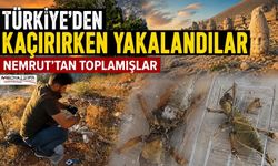 Nemrut’ta Biyokaçakçılık Operasyonu