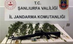 Suruç’ta Yasa Dışı Kenevir Operasyonu: 15 Kök Kenevir Ele Geçirildi