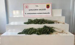 Viranşehir’de Yasa Dışı Kenevir Operasyonu