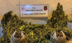 Şanlıurfa’da Narkotik Operasyonu: 625 Kök Ele Geçirildi