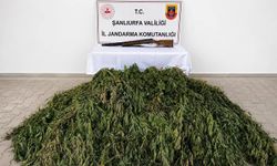 Şanlıurfa'da Yasa Dışı Kenevir Operasyonu: 610 Kök Kenevir Ele Geçirildi