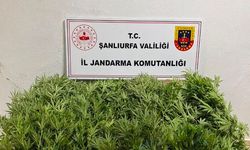 Akçakale’de Yasa Dışı Kenevir Operasyonu
