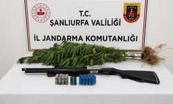 Halfeti’de Kenevir Operasyonu: 1 Gözaltı