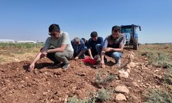 Şanlıurfa’da tarihi safran üretimi Büyükşehir desteğiyle canlanıyor