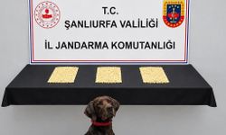 Eyyübiye’de operasyon: 2 bin 970 adet ele geçirildi